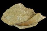 Fossil Plesiosaur (Zarafasaura) Tooth - Morocco #127413-1